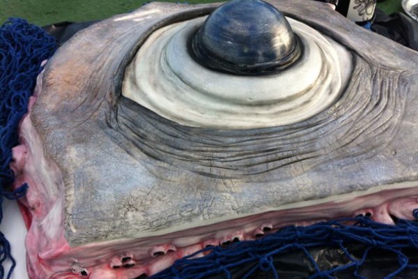 Официальный магазины котиков